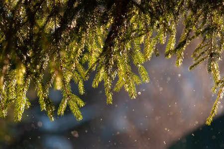 The fir tree branches and needles in sparkling falling snow on bokeh background