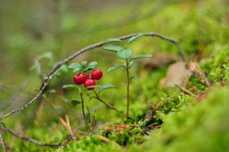 Wild Lingonberry and deer moss in forest. Red cowberry in nature