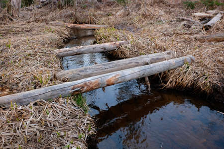 Improvised wooden bridge over small stream in the spring forestの写真素材