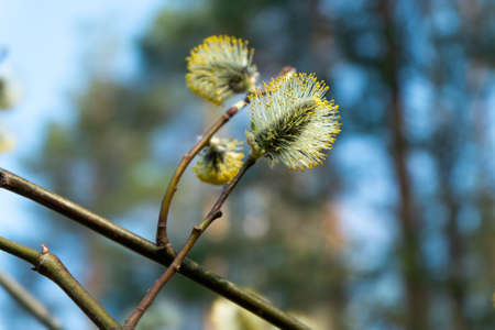 Goat willow catkins, aka the pussy willow or great sallow.