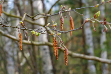 Catkins on the background of spring forest trees macro photo.の写真素材