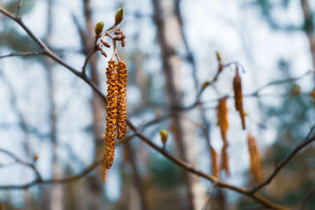 Catkins on the background of spring forest trees macro photo.の写真素材