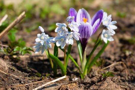 First spring flowers. Purple crocus and white Pushkinia. Blooming gardenの写真素材