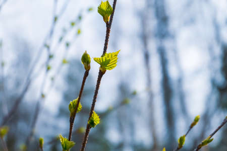 Blossoming buds and green young leaves of tree at background of spring forest