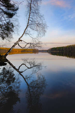 Still lake and birch tree hanging over and reflecting in the water surface. Calm twilight evening landscape.の写真素材