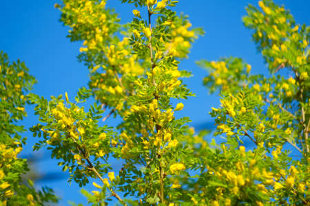 Yellow acacia flowers and branches with green leaves. Natural outdoors garden park backgroundの写真素材