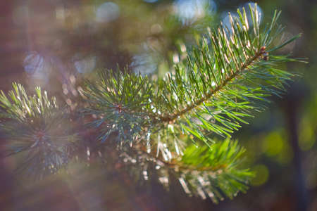 Pine tree branches and needles on blurred bokeh backgroundの写真素材