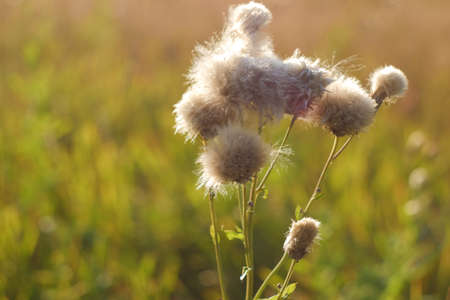 Fluffy white faded wildflowers in the autumn field