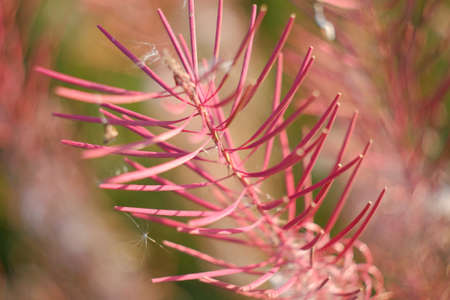 Pink fireweed ivan tea in autumn. Blooming faded willowherb wildflowers in the meadow.の写真素材