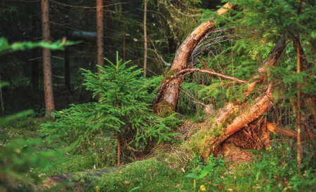 Small young green spruce pine tree plant needle stump forest woods moss roots background