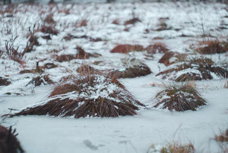 Snow covered hummocks of dry grass on the swamp in winter
