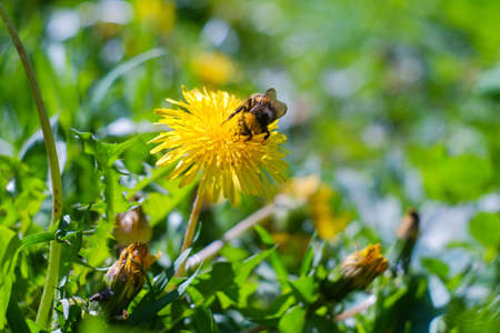 Bumblebee on yellow dandelion flower nature wildlife macro photo