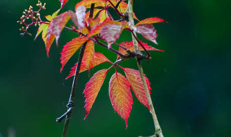 Wet Red leaves of grapes with flowing drops of rain
