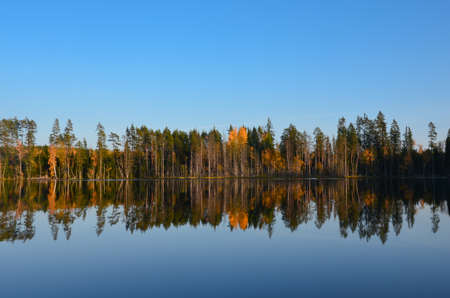 Forest reflecting in the lake water surface. Wide panorama. Leningrad region, Russia