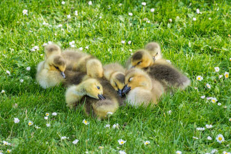 Clutch of eight fluffy goslings falling asleep
