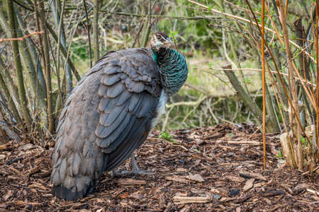 Understated beauty of female peafowlの写真素材