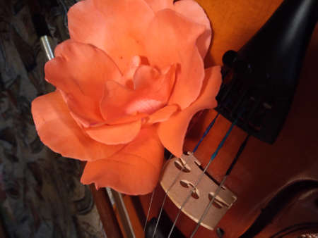 Rose and violin.の写真素材