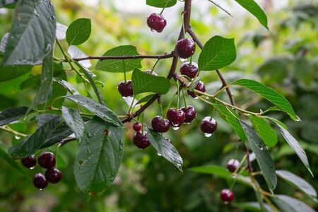 Cherry berries on the plotの写真素材