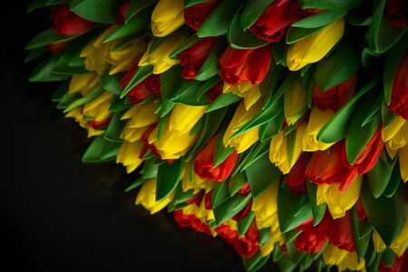red and yellow tulips on a black backgroundの写真素材