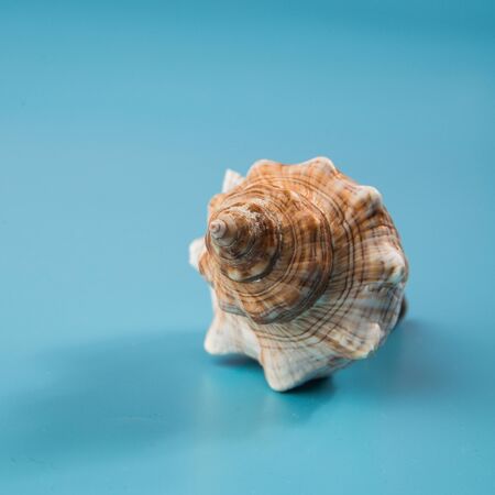 seashell on a blue background