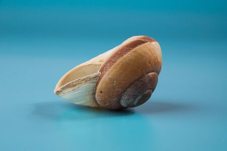 seashell on a blue background