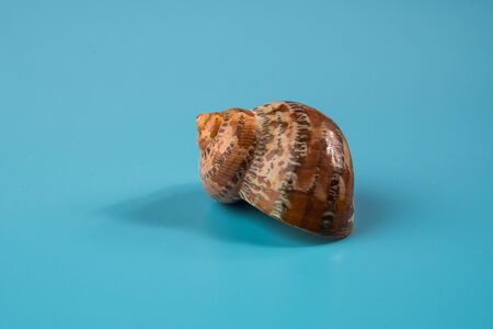 seashell on a blue background