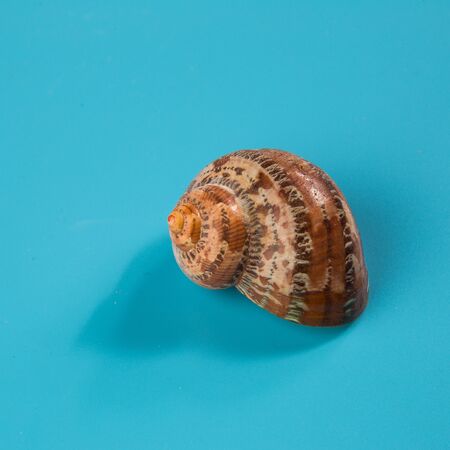 seashell on a blue background