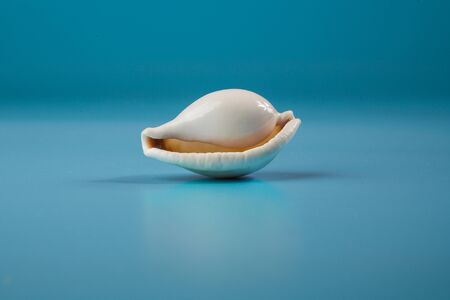 seashell on a blue background