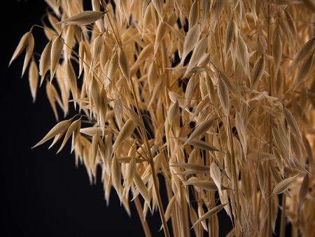 oats on a black background, ripe ears of grainの写真素材