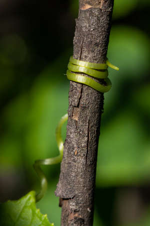 green tendril of a cucumber vine clinging to a tree support