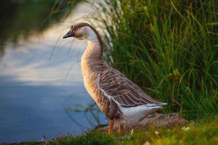 domestic geese and ducks walk along the river Bank, eat grass and swim on the water in the early summer morningの写真素材