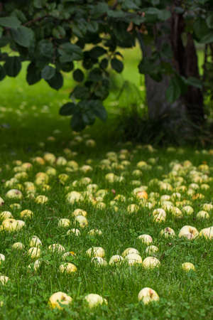autumn garden with trees, fallen yellow apples lying on the green lawn