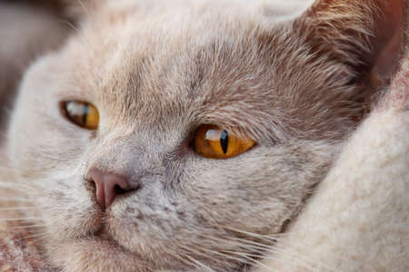 light cat with yellow eyes in the hands of a girl walking in the Park on an autumn eveningの写真素材