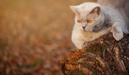 home gray cat in the autumn Park
