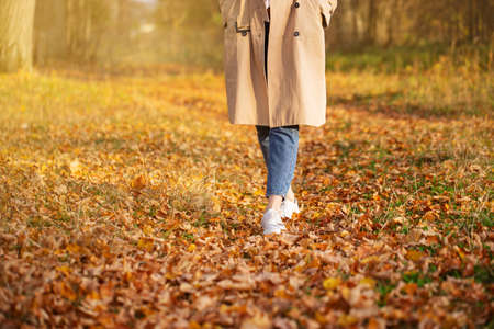 animal, autumn, background, beautiful, canine, cheerful, cute, day, dog, domestic, fun, funny, happiness, happy, lifestyle, nature, outdoor, outdoors, outside, park, pet, smile, summer, white, woman,のeditorial素材