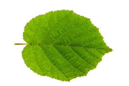 green hazelnut leaf isolated on white background