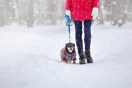 girl in black shoes on a walk with a dog on a leash in a winter park on a snow-covered pathの写真素材