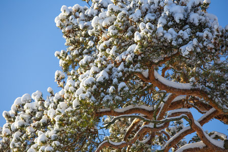 tree branches on a sunny winter day, covered with a thick layer of snowの写真素材