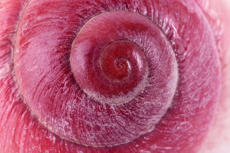 pink sea shell with the spiral, macro, close-up