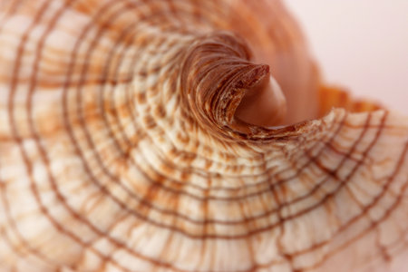 white with brown spots seashell with spiral, macro, close-up, isolate on a white backgroundの写真素材