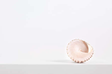 sea spiral shell on a light background, place for text, one of the seriesの写真素材