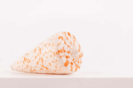 sea spiral shell on a light background, place for text, one of the seriesの写真素材