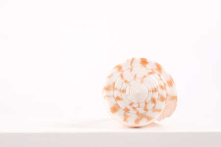 sea spiral shell on a light background, place for text, one of the series