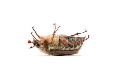 coleoptera class insect, may beetle, crunch, clipping isolate on a white background