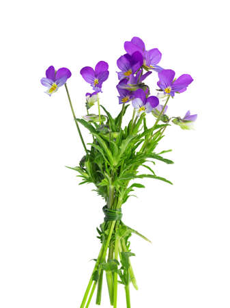 meadow flowers, a bouquet of purple and yellow violets, tied with a grass stem, isolate on a white backgroundの写真素材