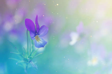 meadow flowers, purple and yellow violets among the grass, sunny day, summer background