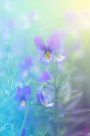 meadow flowers, purple and yellow violets among the grass, sunny day, summer backgroundの写真素材