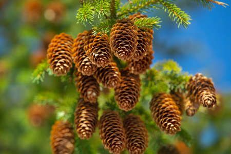 fir cones on tree branches against the blue sky, winter day