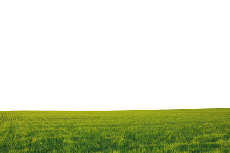 summer landscape, field with green grass and horizon, isolate on a white backgroundの写真素材