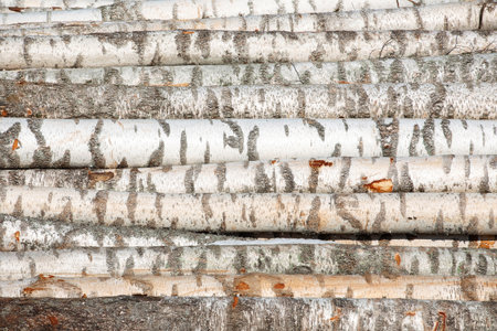 stacked birch logs, logging product, background, textureの写真素材